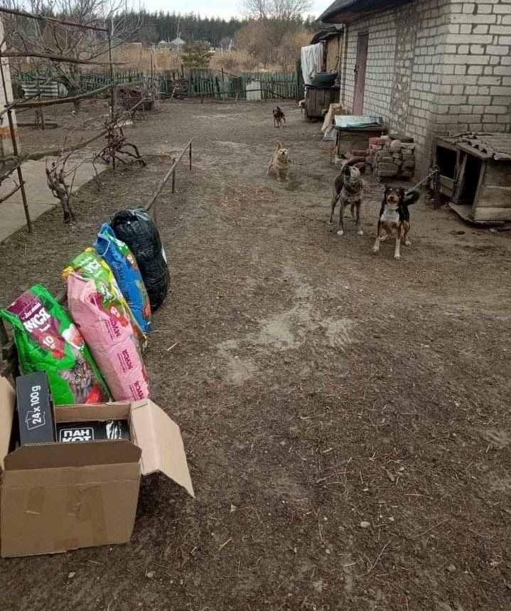 Песики за якими доглядає Зінаїда Миколаївна