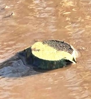 Мінування у Шевченківській громаді