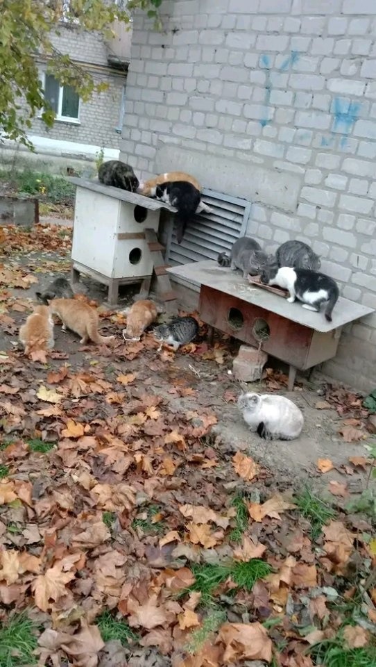 Їдальня біля дому