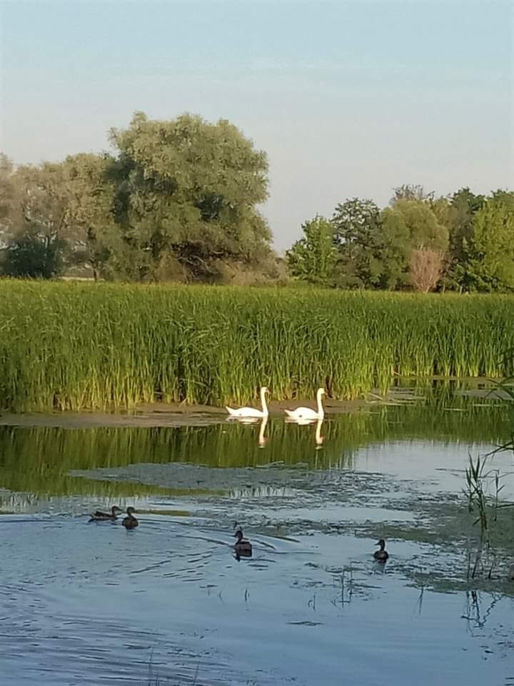 Лебеді на річці Оскіл 