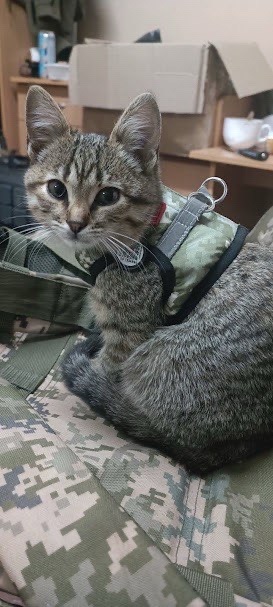 Кицька Люся